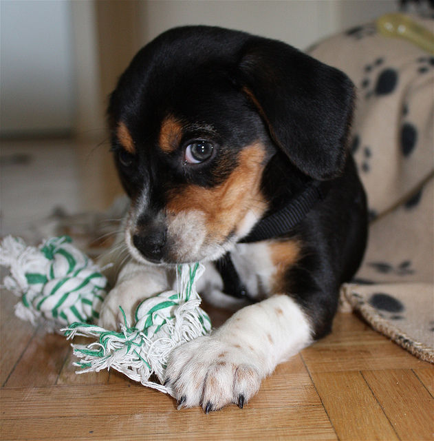 Why Do Dogs Need To Be Licensed